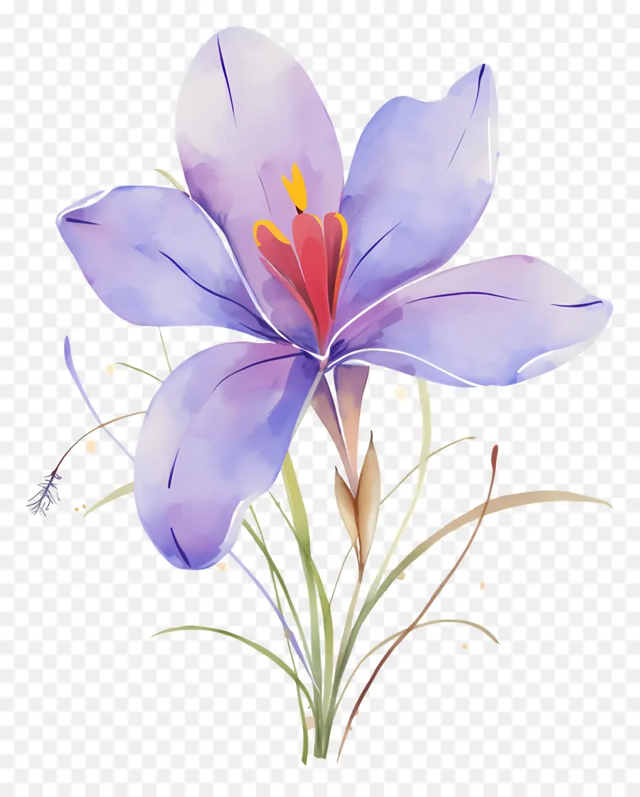 Flor De Azafrán，Flor Morada PNG