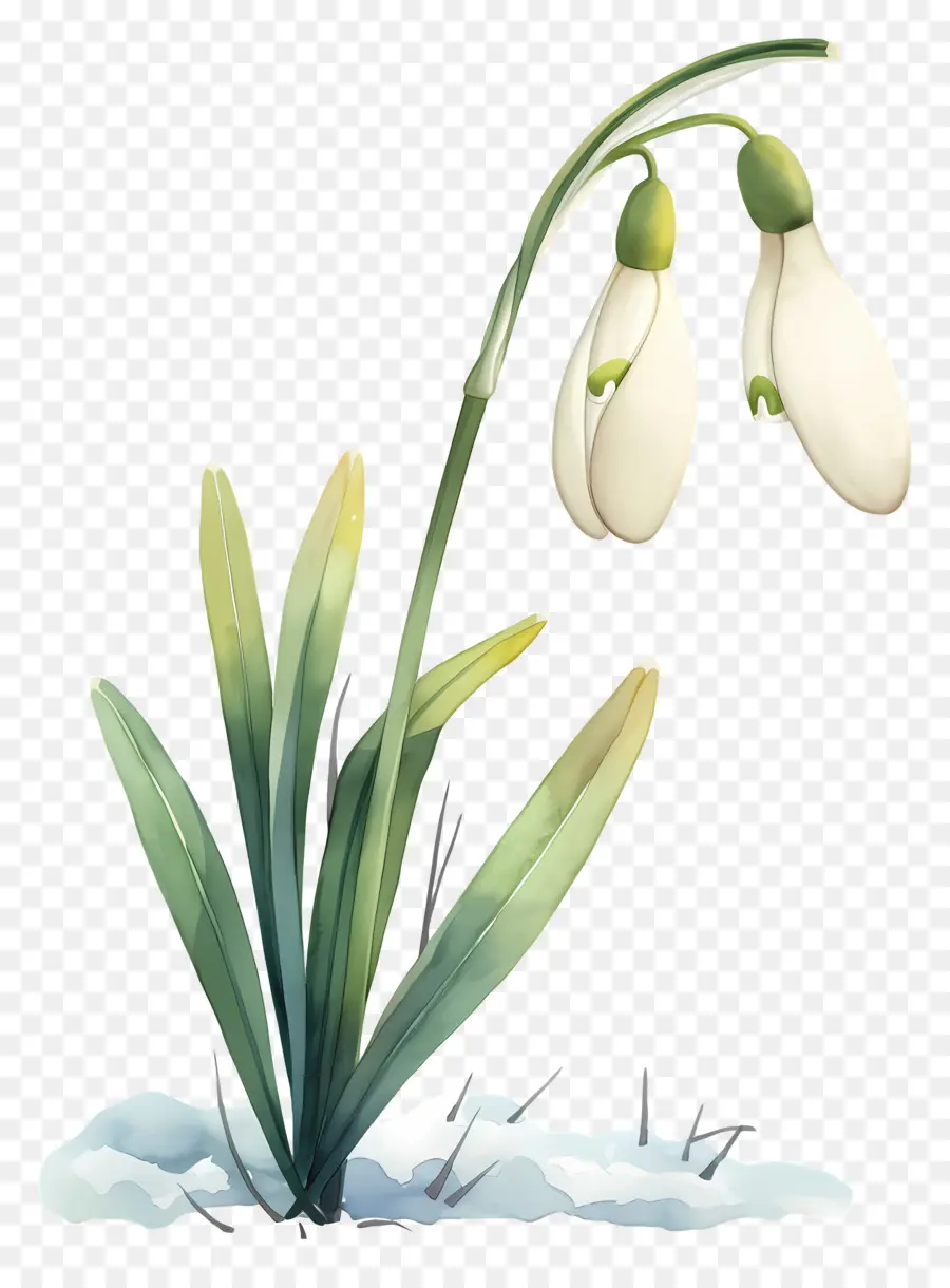 Flor De Campanilla Blanca，Campanilla Blanca PNG