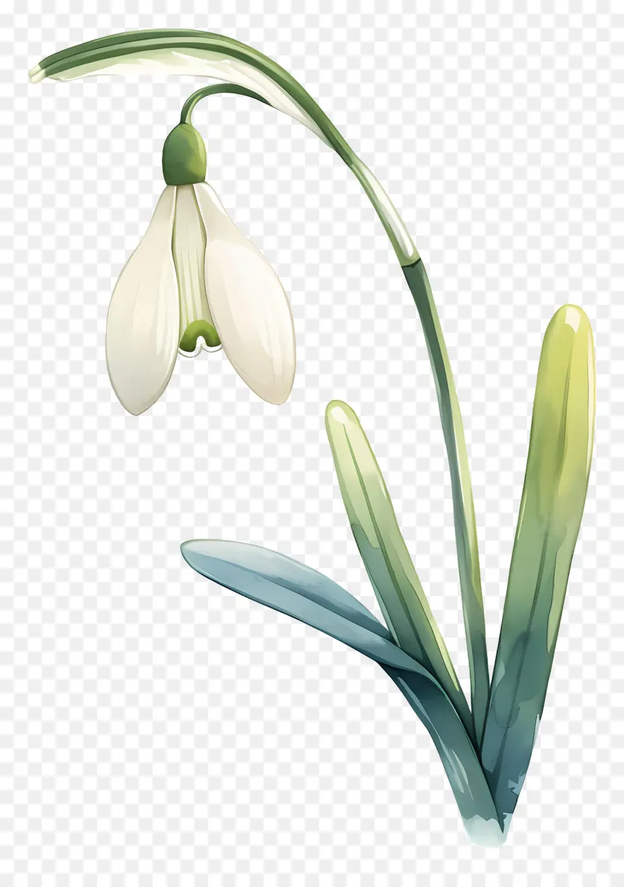 Flor De Campanilla Blanca，Campanilla Blanca PNG