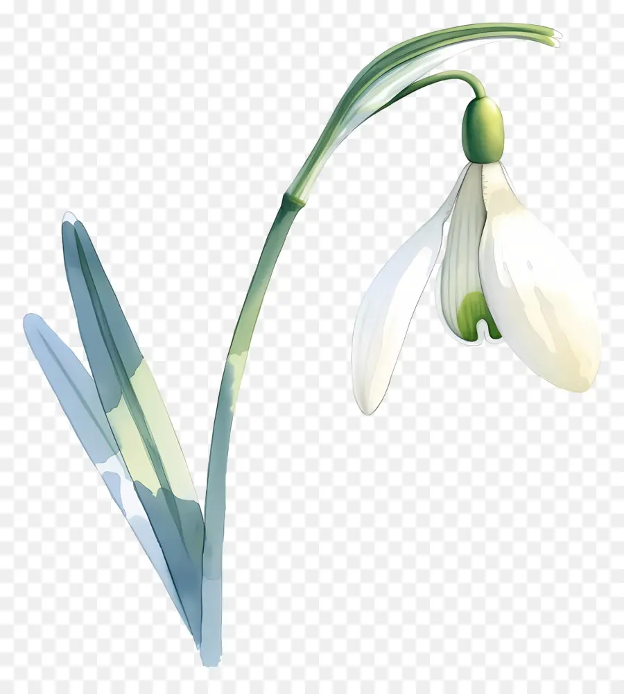 Flor De Campanilla Blanca，Hojas PNG