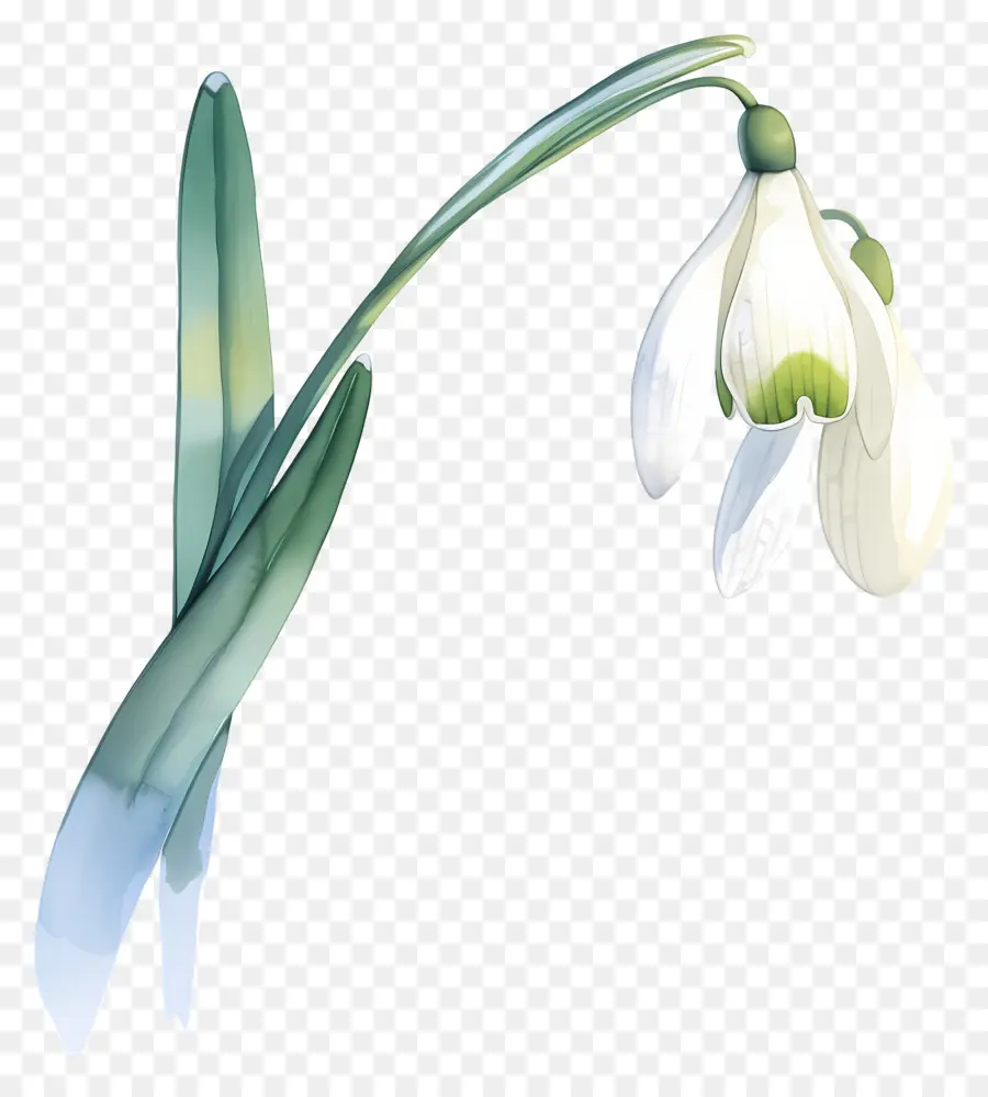 Flor De Campanilla De Invierno，Campanilla Blanca PNG