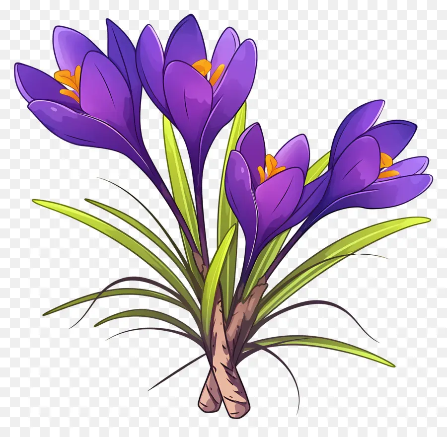 Azafrán Azafrán，Flores Moradas PNG