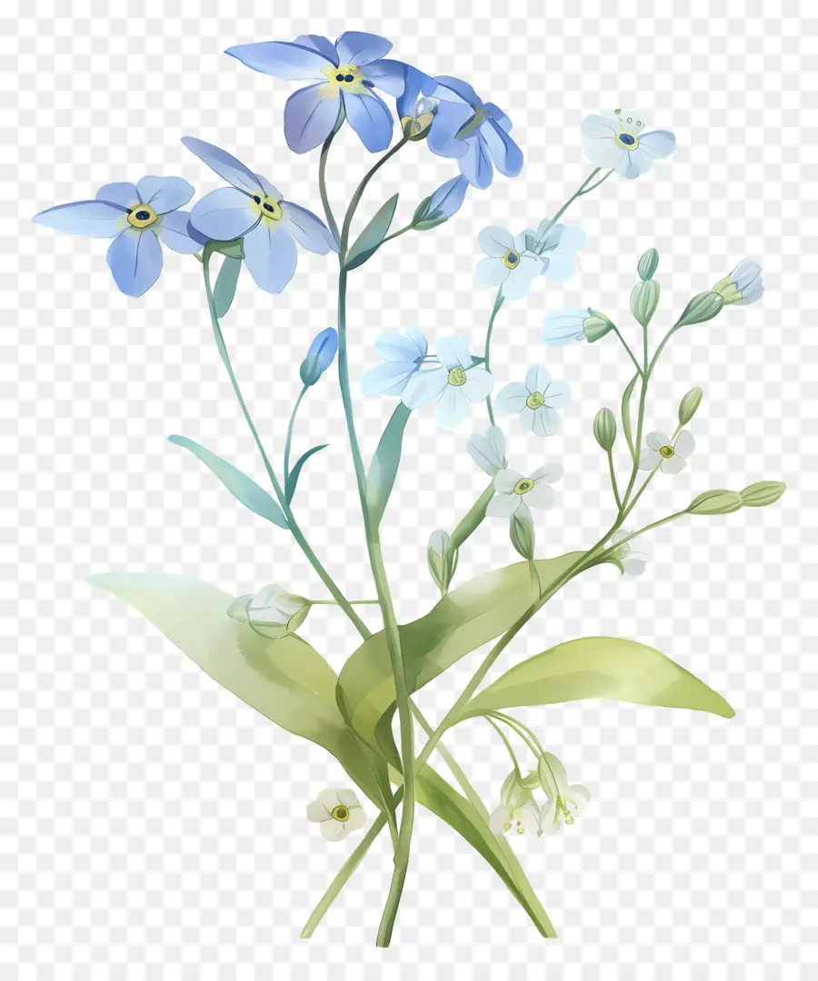 No Me Olvides Flor，Flores Azules PNG