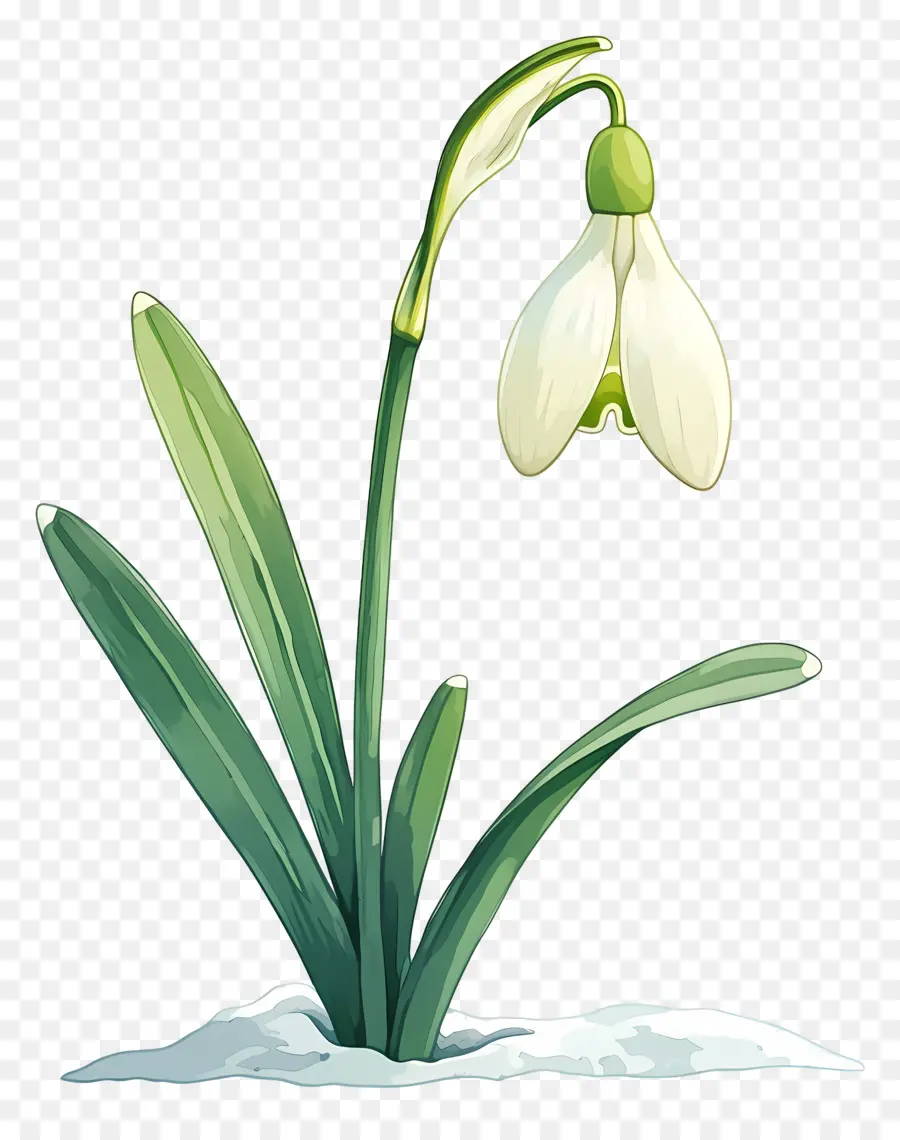 Flor De Campanilla De Invierno，Flor De Campanilla Blanca PNG