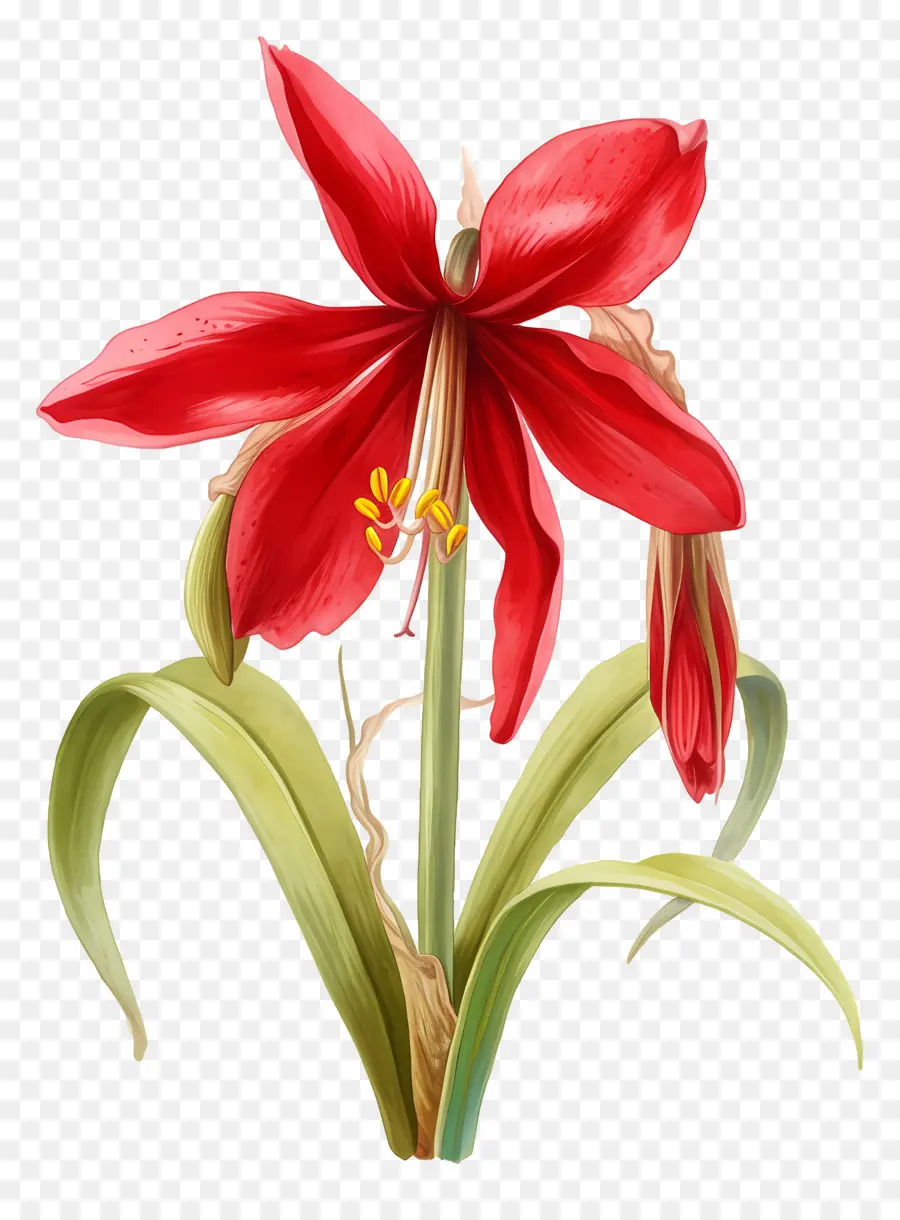 Flor De Amarilis，Flor Roja PNG