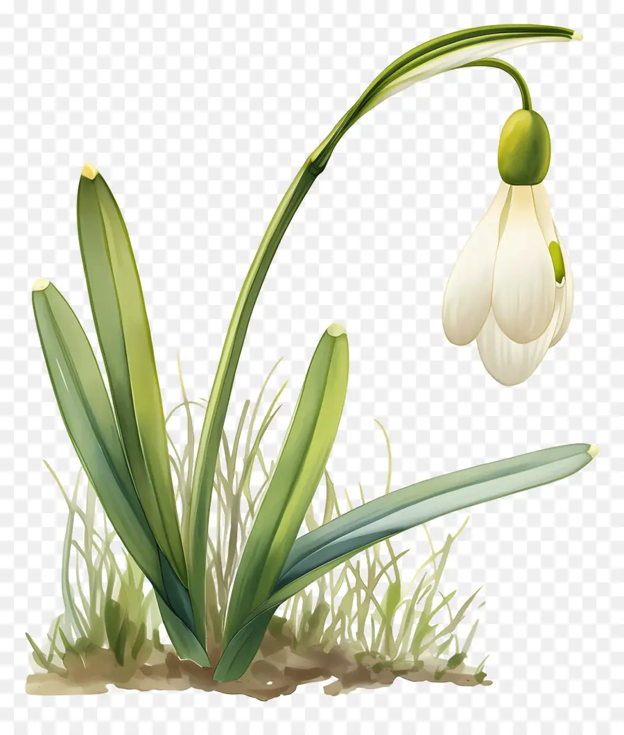 Flor De Campanilla Blanca，Planta PNG