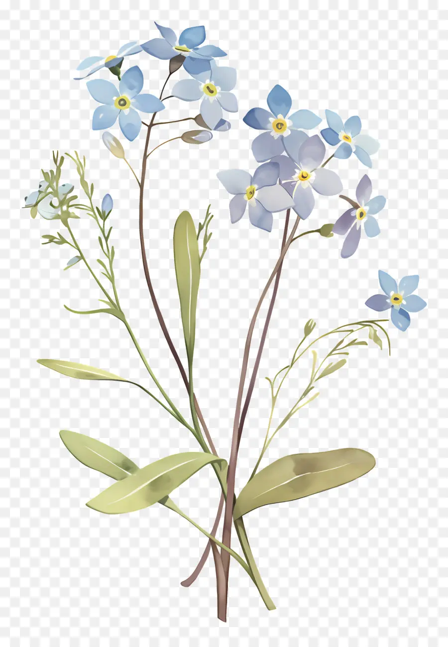 No Me Olvides Flor，Flores Azules PNG