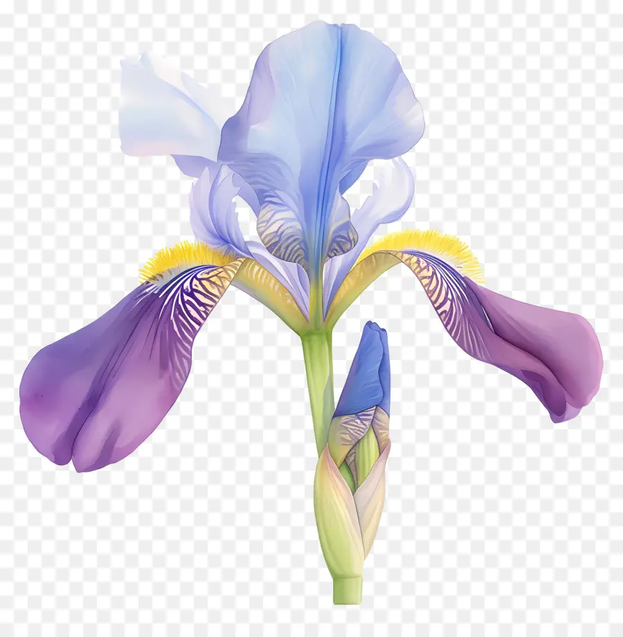 Iris Argelino，Flor De Iris PNG