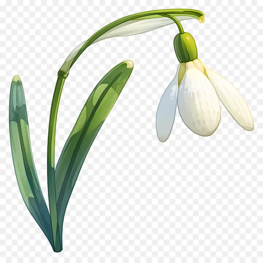 Flor De Campanilla De Invierno，Campanilla Blanca PNG