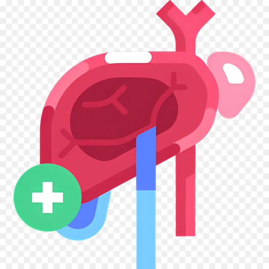 Hígado，Corazón Con Símbolo Médico PNG