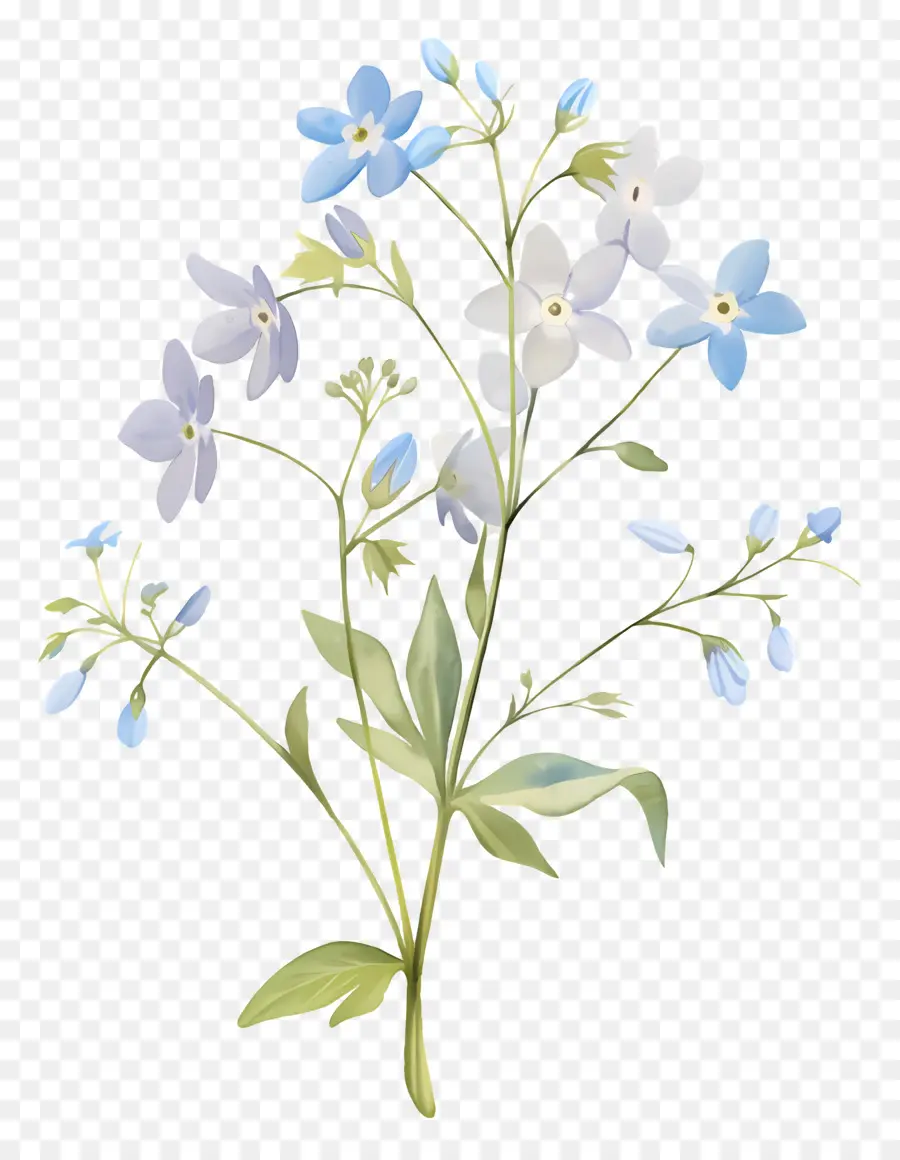 No Me Olvides Flor，Flores Azules PNG