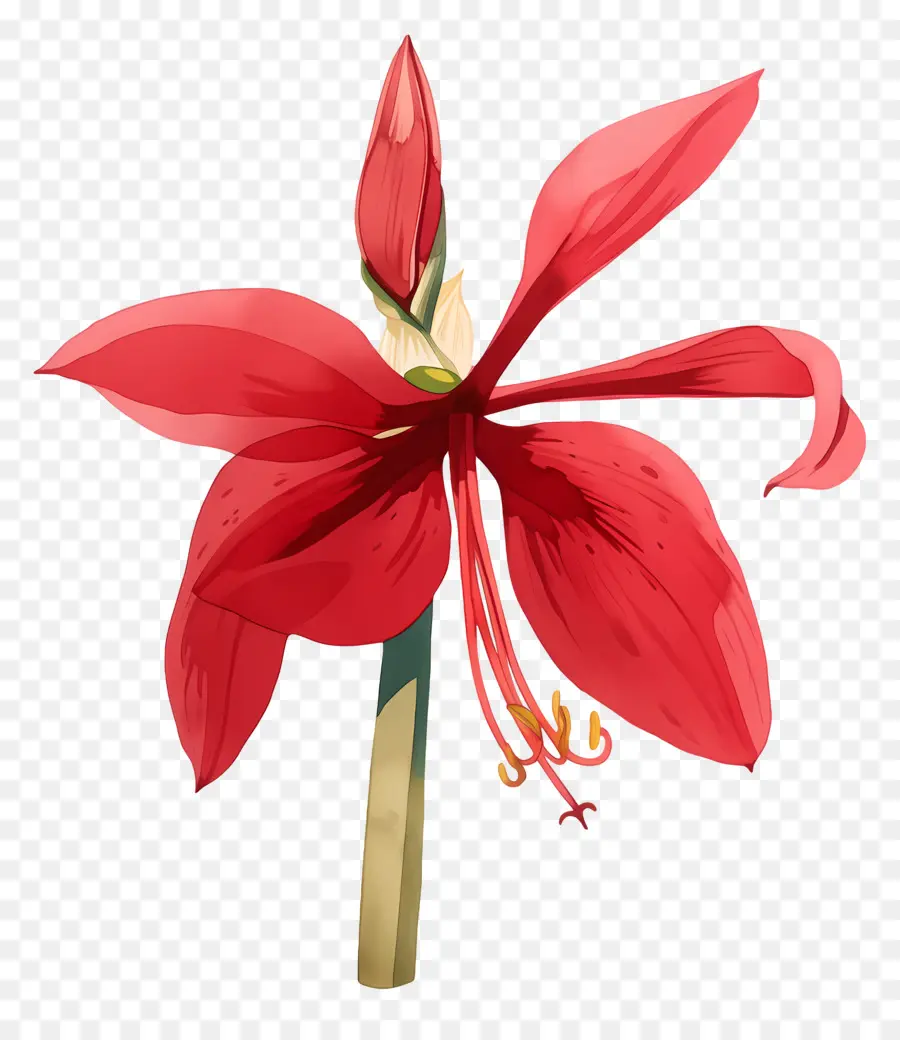 Flor De Amarilis，Flor Roja PNG