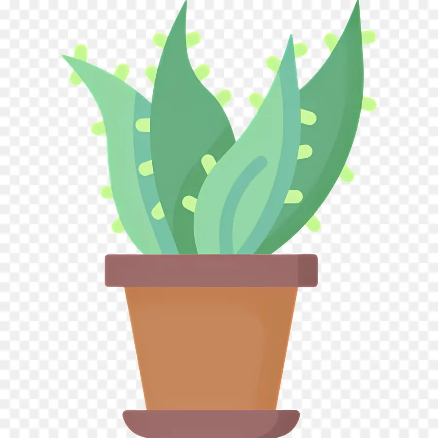 áloe Vera，Planta En Maceta PNG