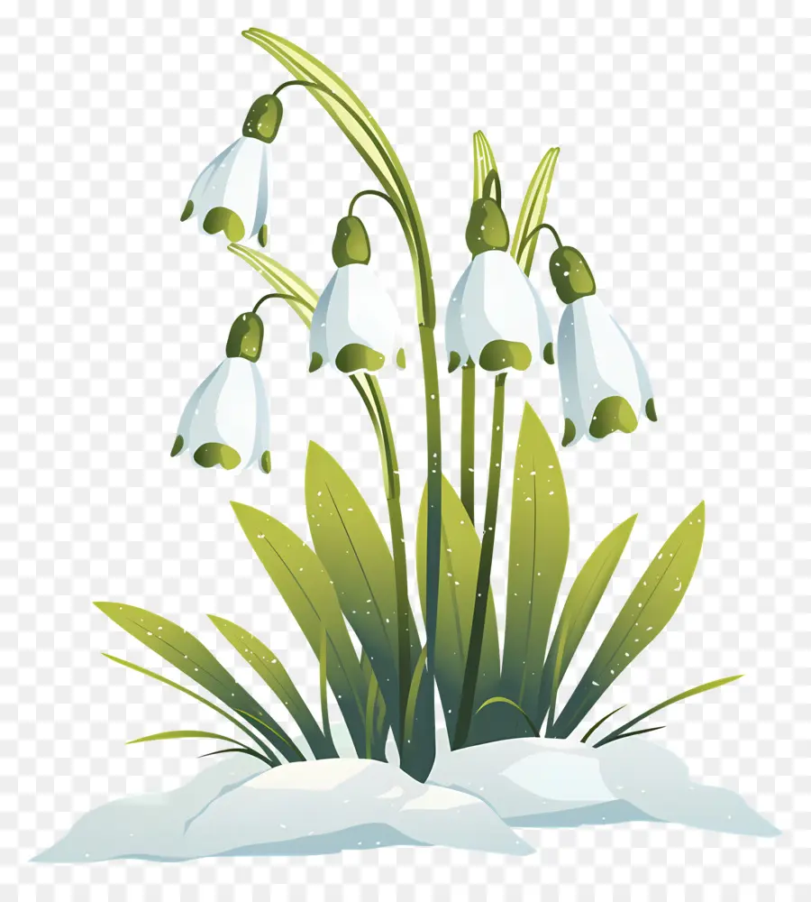 Campanillas De Invierno En La Nieve，Flores De Campanilla Blanca PNG