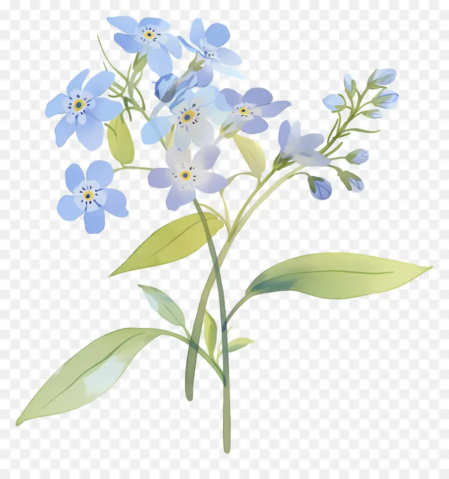 No Me Olvides Flor，Flores Azules PNG