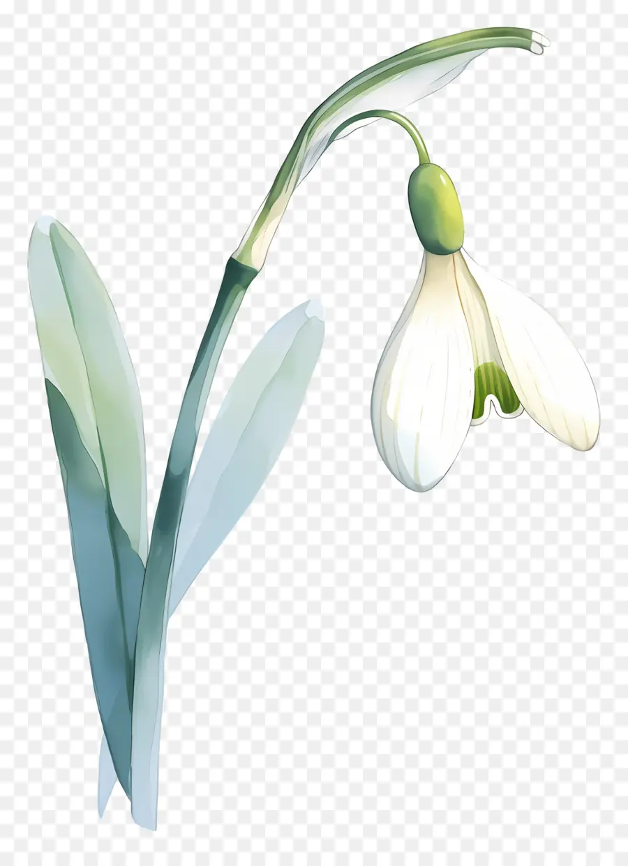 Flor De Campanilla Blanca，Hojas PNG