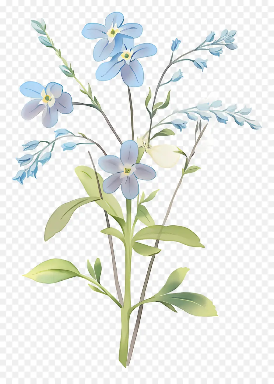 No Me Olvides Flor，Flor Azul PNG