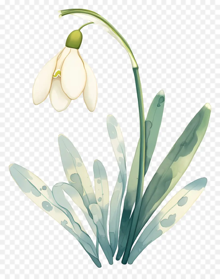 Flor De Campanilla Blanca，Campanilla Blanca PNG