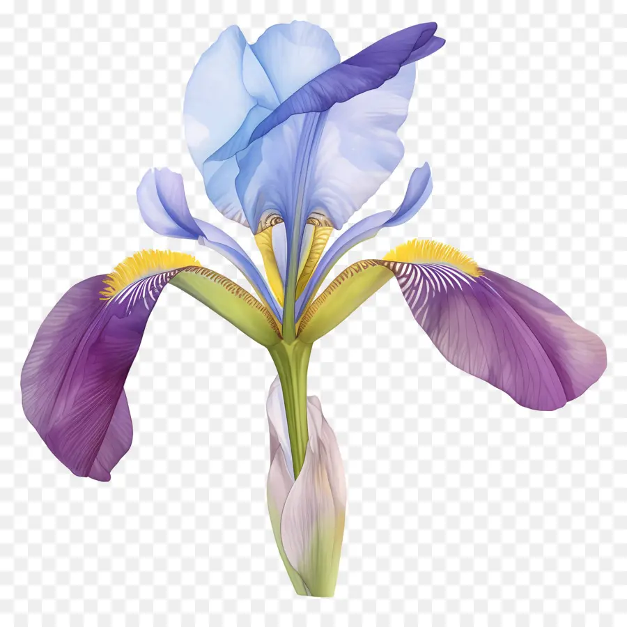 Iris Argelino，Flor De Iris PNG