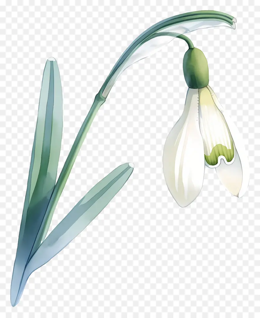 Flor De Campanilla De Invierno，Campanilla Blanca PNG