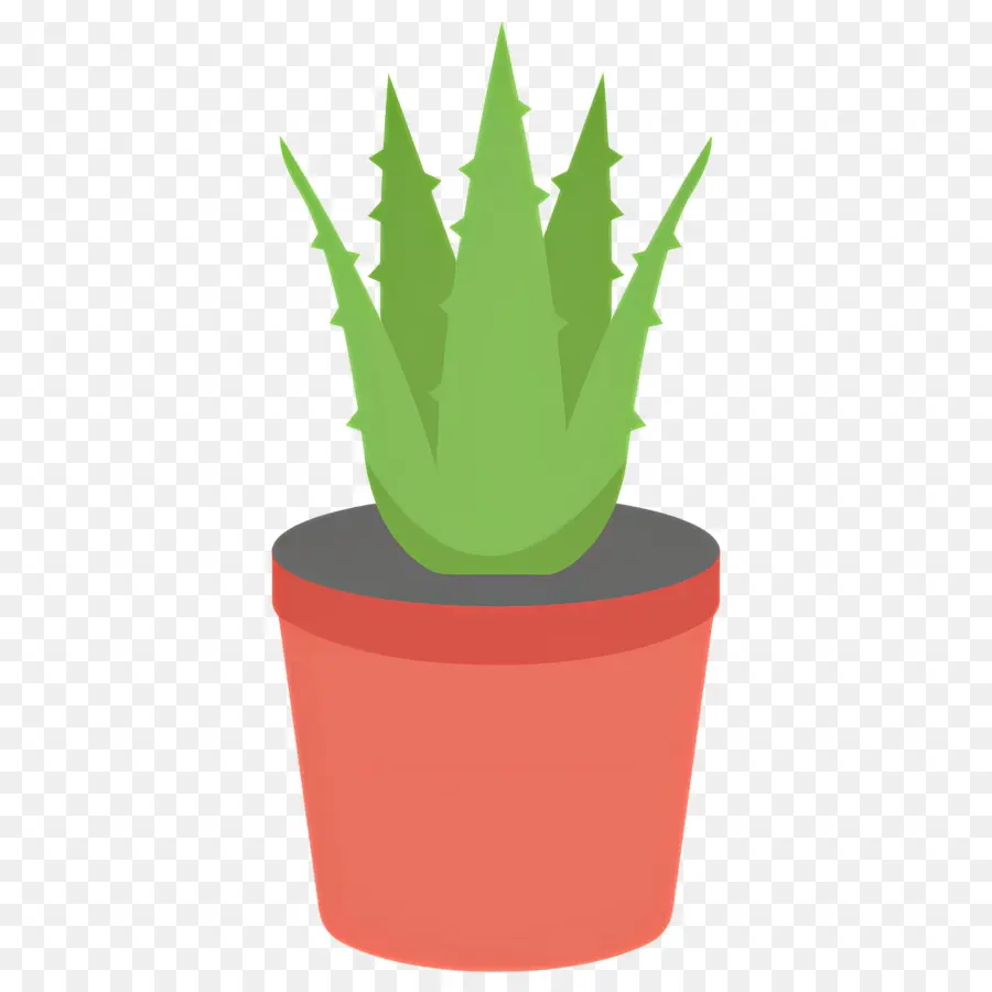 áloe Vera，Planta En Maceta PNG