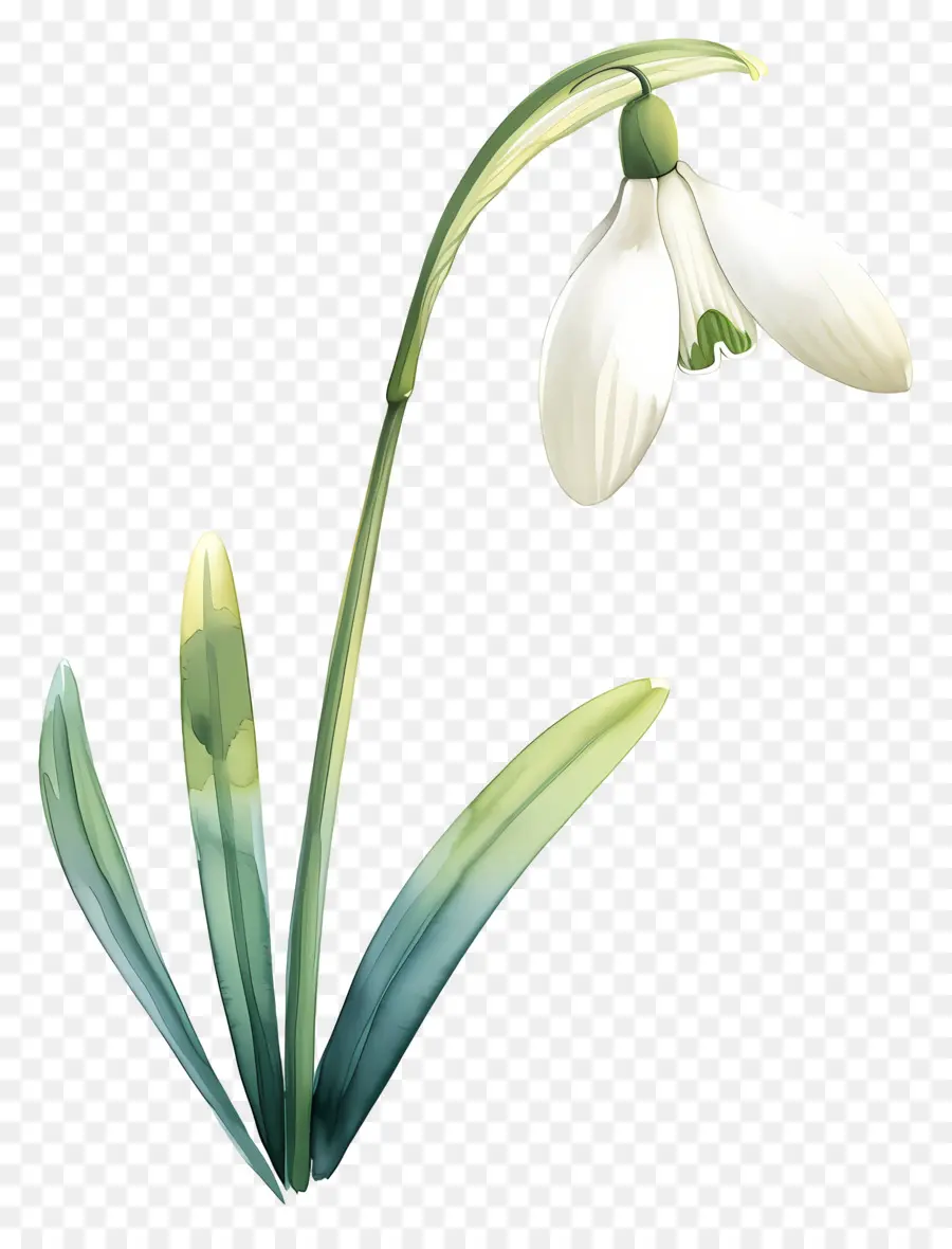 Flor De Campanilla Blanca，Hojas PNG