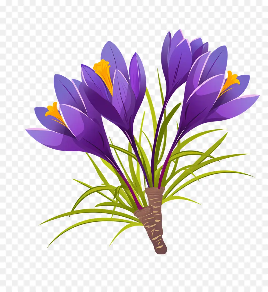 Azafrán，Flores Moradas PNG