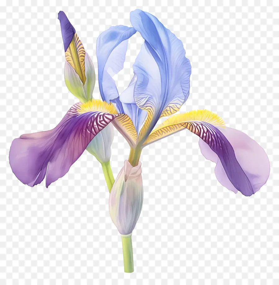 Iris Argelino，Flor De Iris PNG