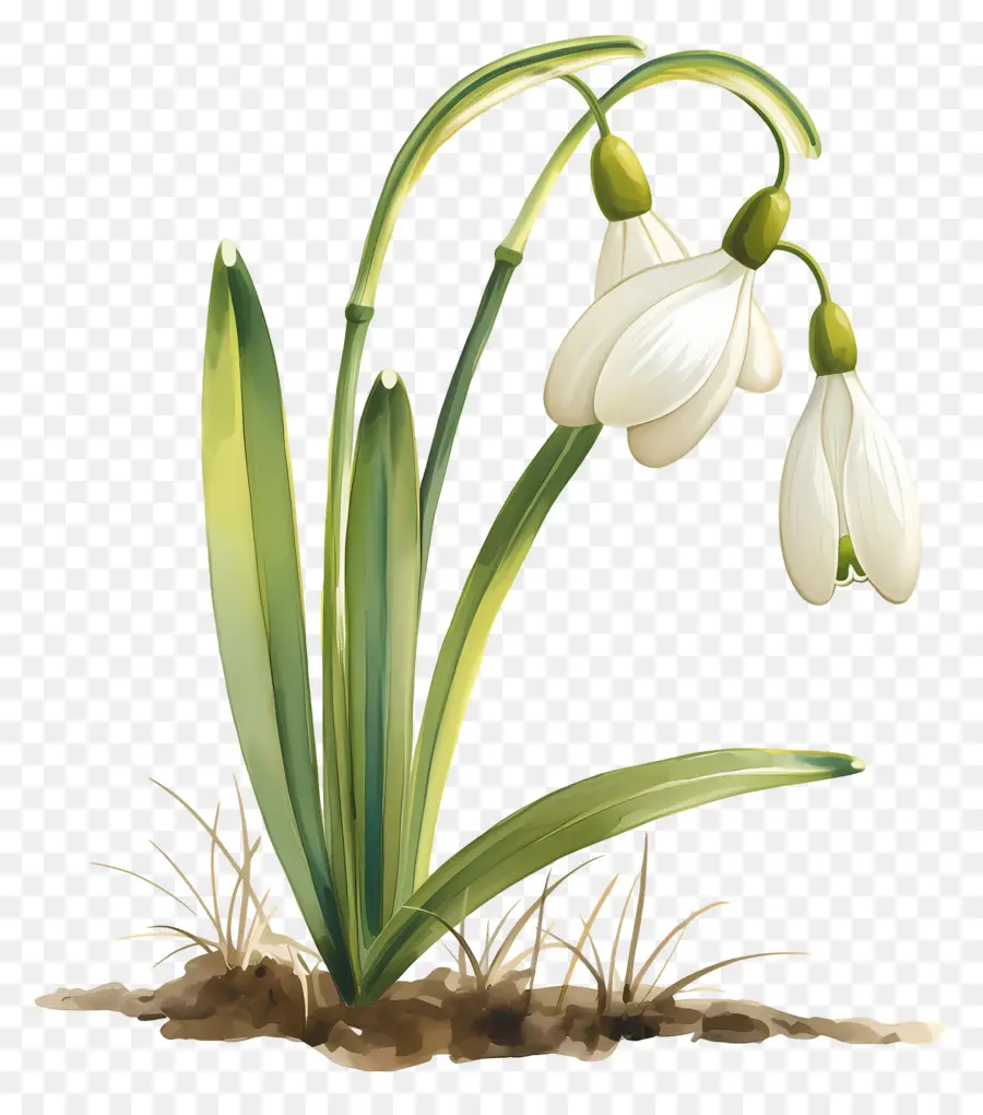 Flor De Campanilla De Invierno，Flor De Campanilla Blanca PNG