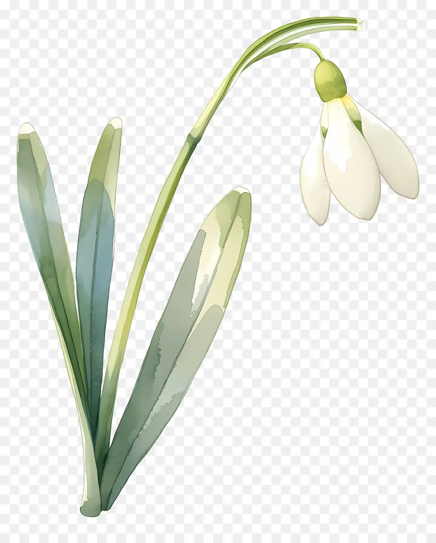 Flor De Campanilla Blanca，Campanilla Blanca PNG