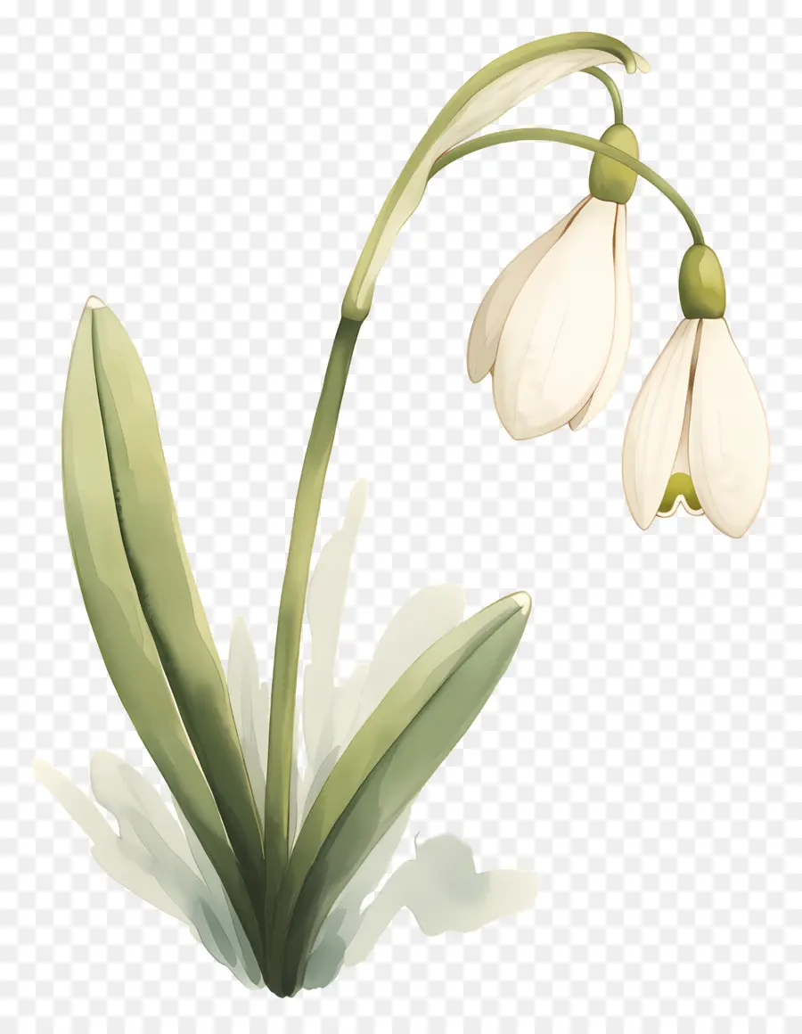 Flor De Campanilla De Invierno，Campanilla Blanca PNG