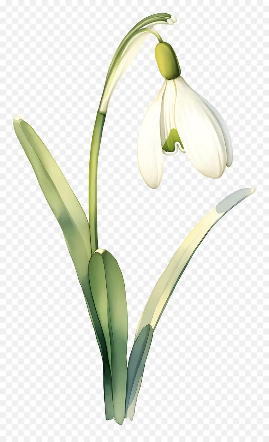 Flor De Campanilla De Invierno，Campanilla Blanca PNG