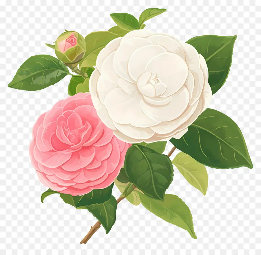 Camelias，Flores De Camelia PNG