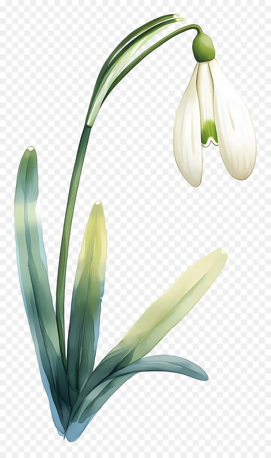 Flor De Campanilla De Invierno，Hojas PNG