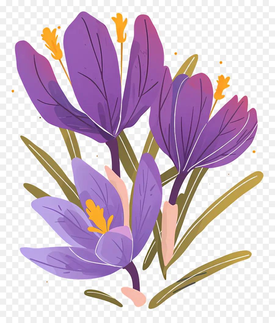 Azafrán，Flores Moradas PNG