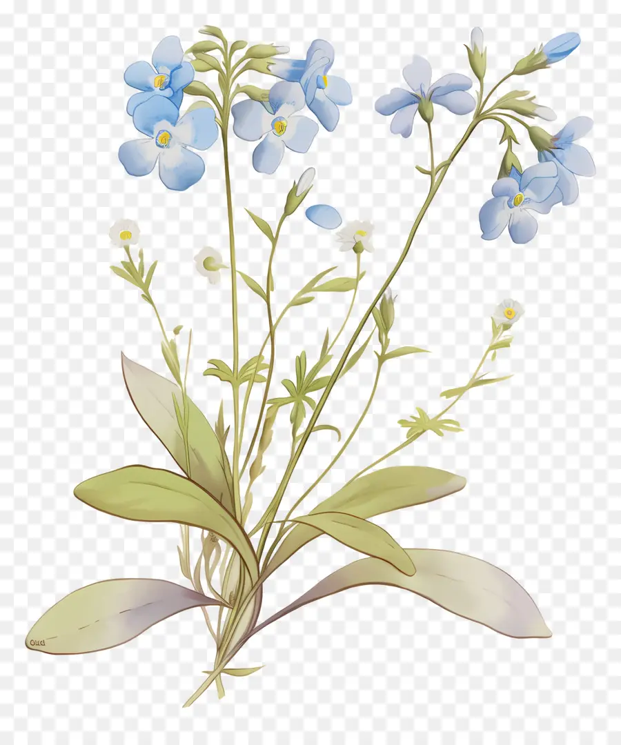 No Me Olvides Flor，Flores Azules PNG