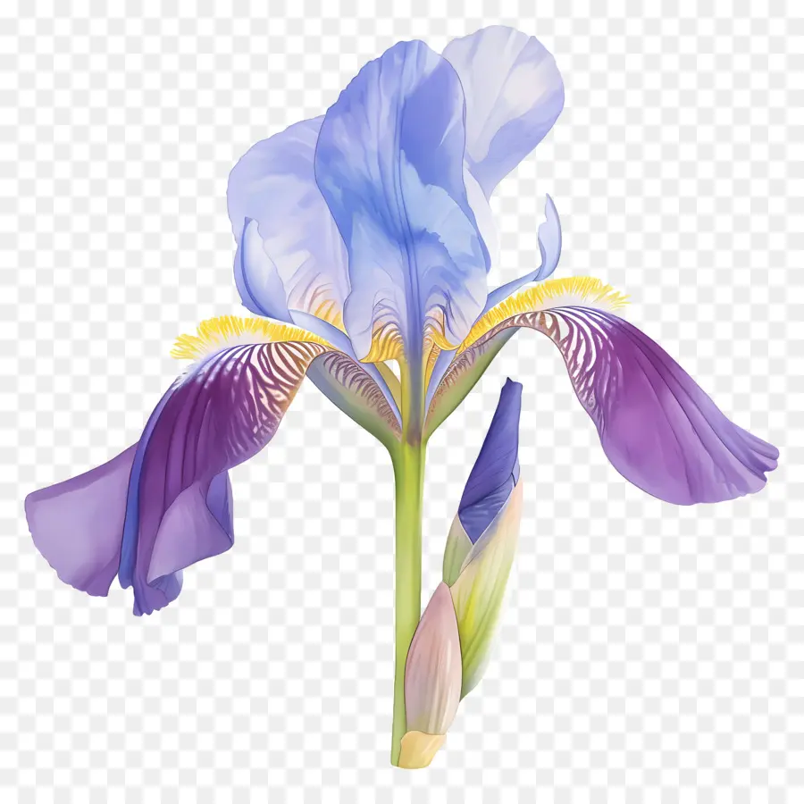 Iris Argelino，Flor De Iris PNG