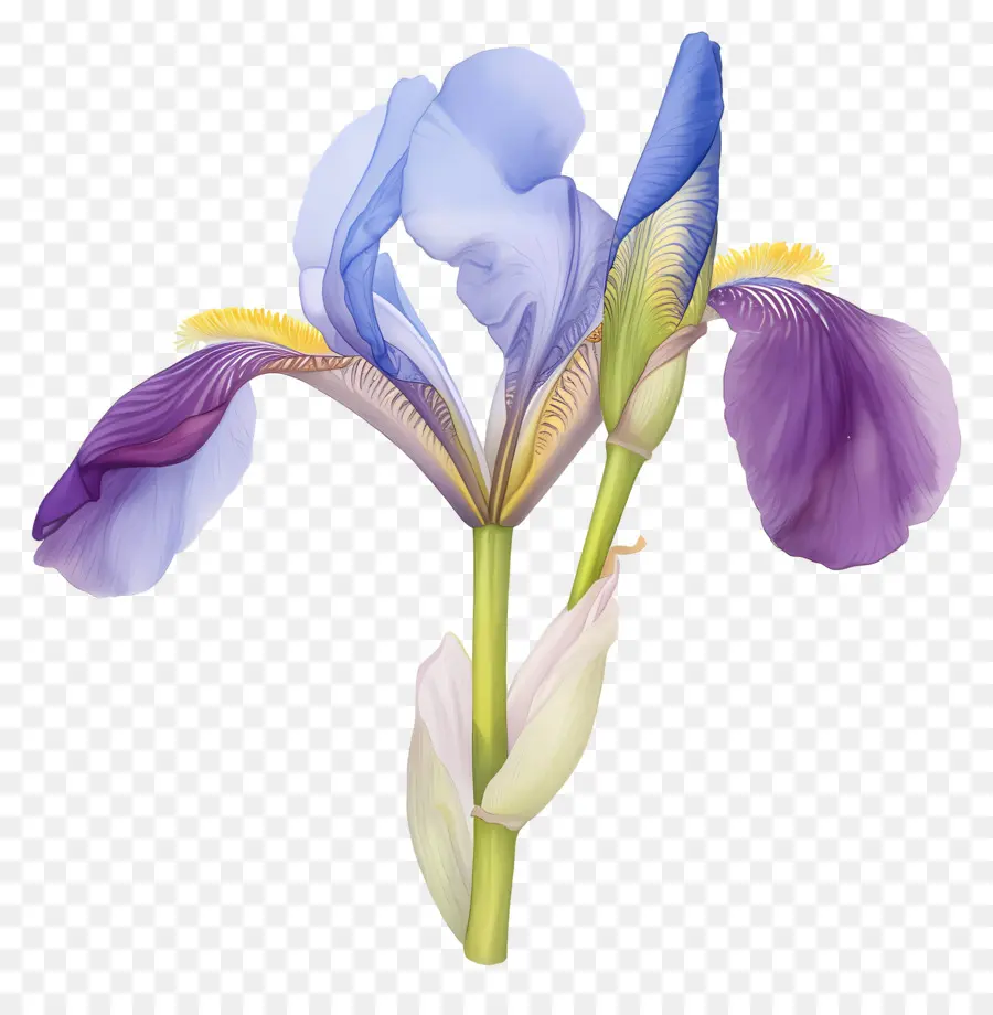 Iris Argelino，Flor De Iris PNG