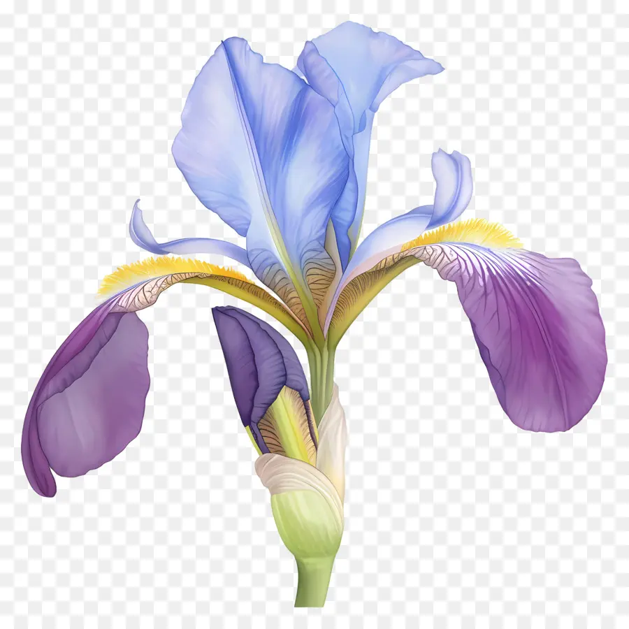 Iris Argelino，Flor De Iris PNG