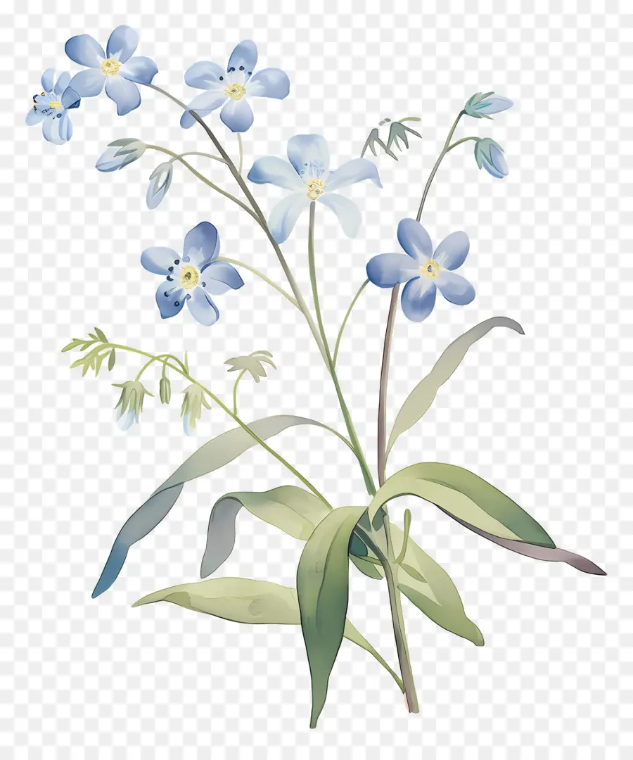 No Me Olvides Flor，Flores Azules PNG