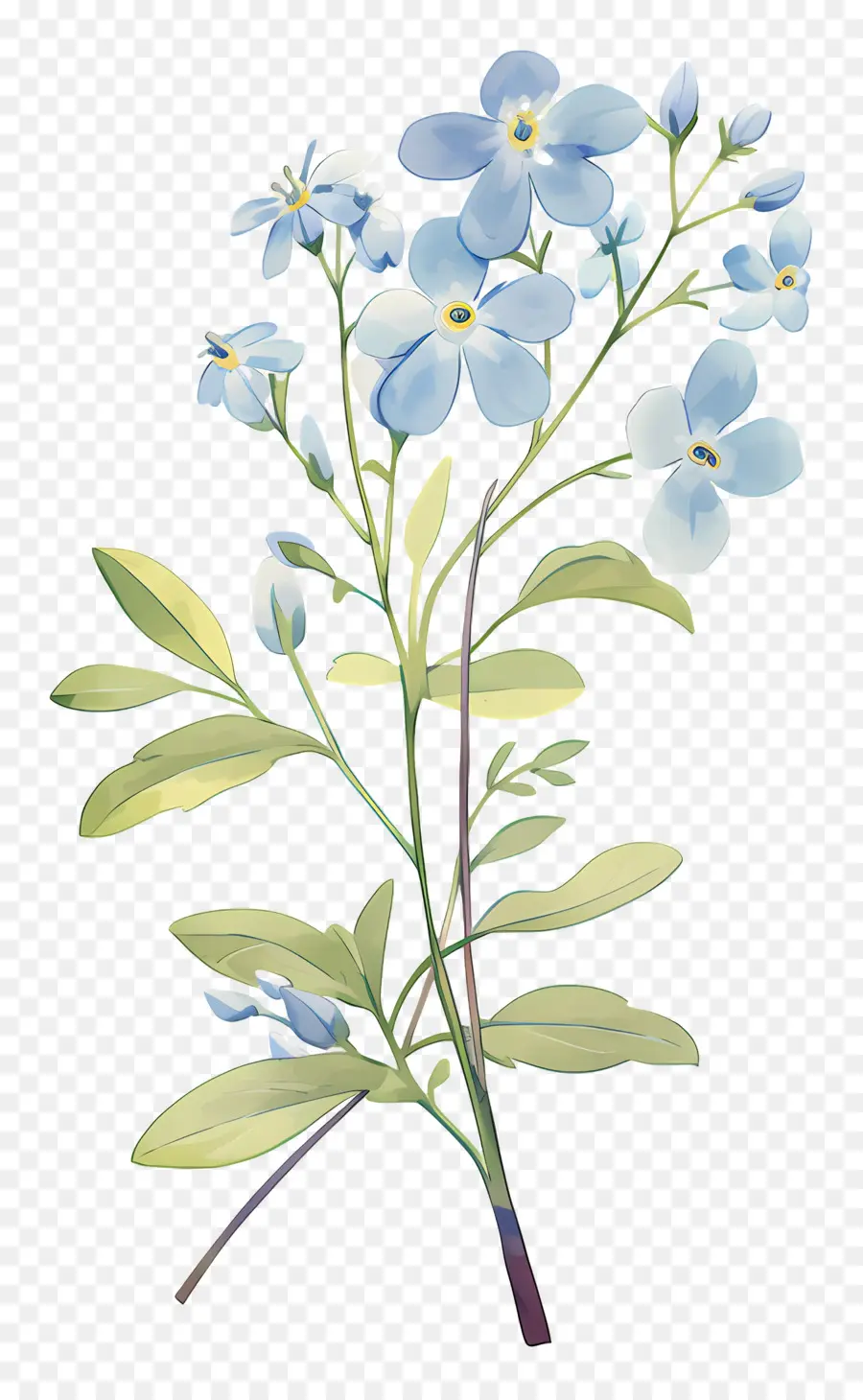 No Me Olvides Flor，Flor Azul PNG