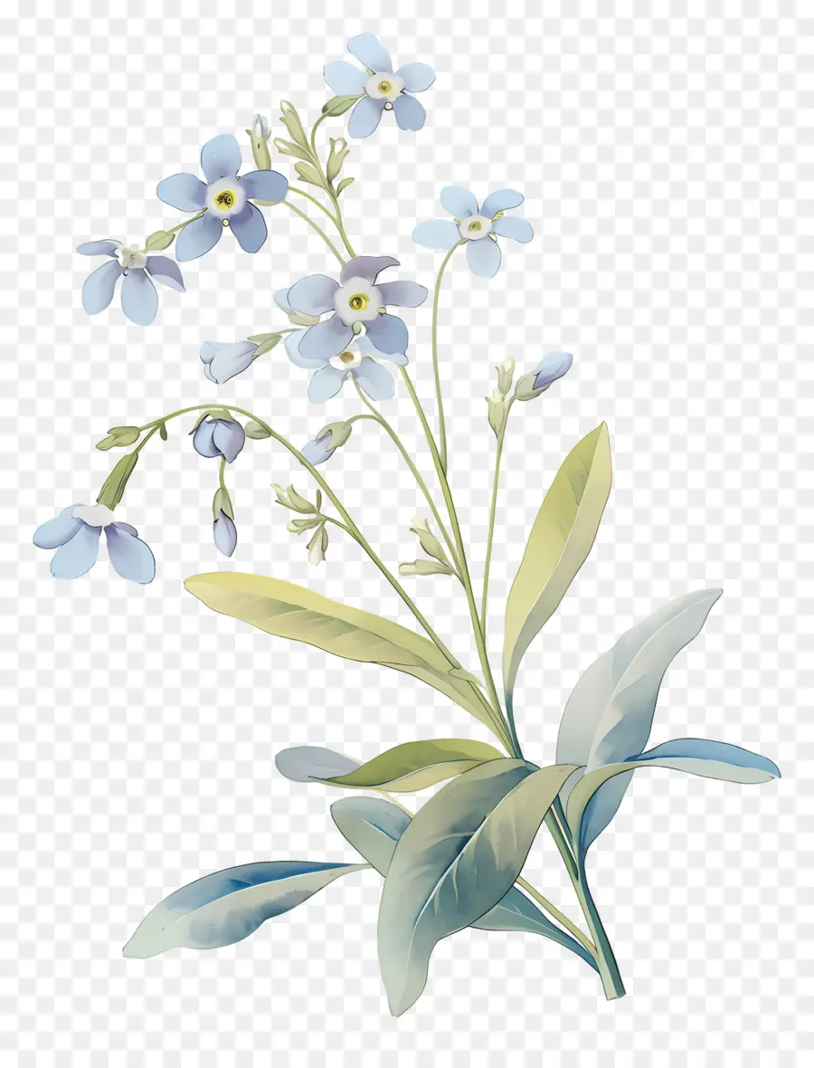 No Me Olvides Flor，Flores Azules PNG