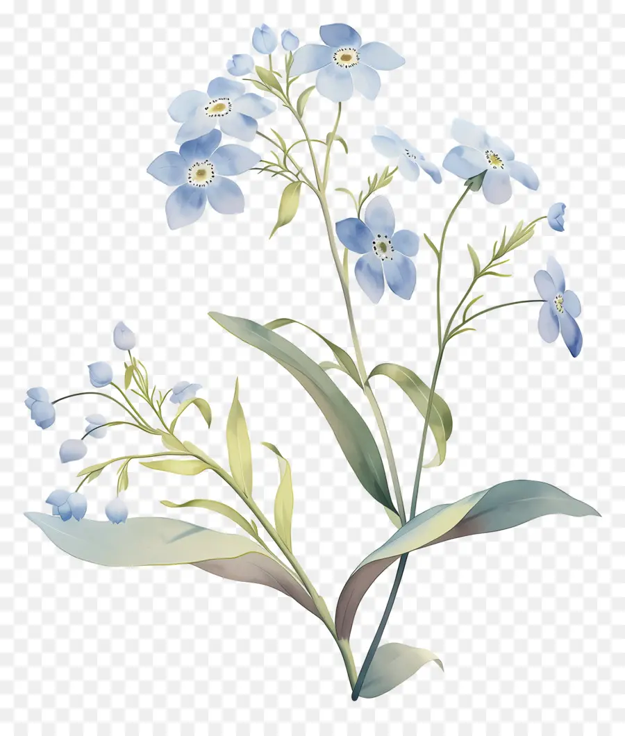 No Me Olvides Flor，Flores Azules PNG