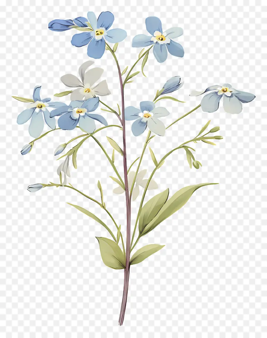 No Me Olvides Flor，Flores Azules PNG