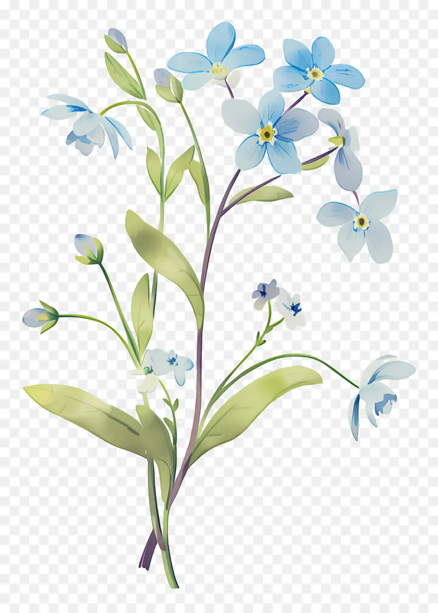 No Me Olvides Flor，Flores Azules PNG