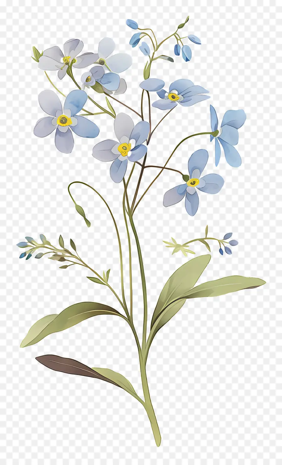 No Me Olvides Flor，Flores Azules PNG