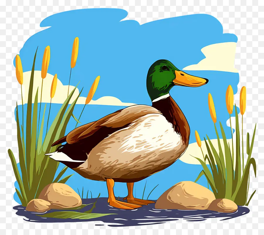 Pato De Dibujos Animados，Estanque PNG