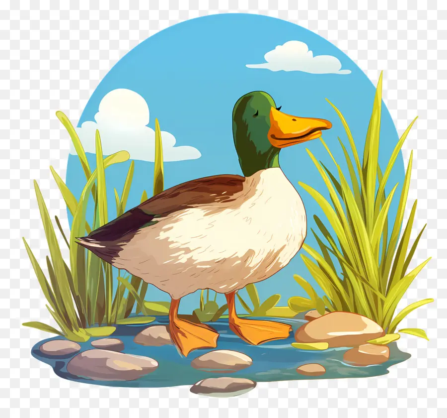 Pato De Dibujos Animados，Estanque PNG