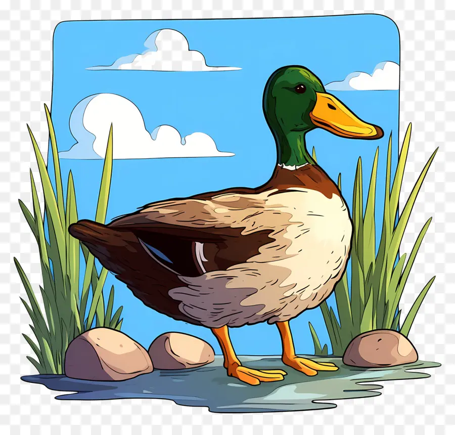 Pato De Dibujos Animados，Estanque PNG