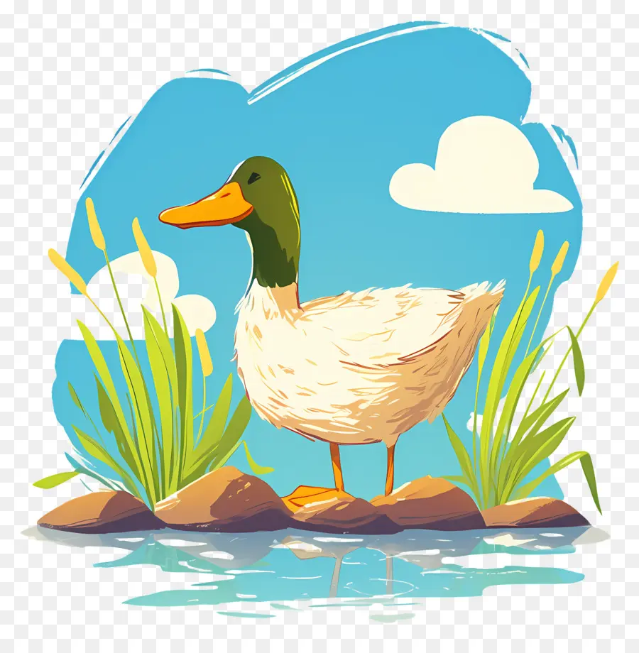 Pato De Dibujos Animados，Estanque PNG